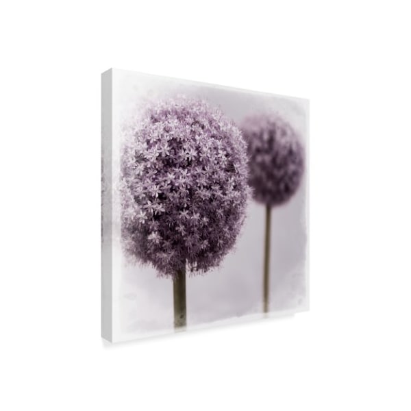 Tom Quartermaine '2 Purple Alliums' Canvas Art,18x18